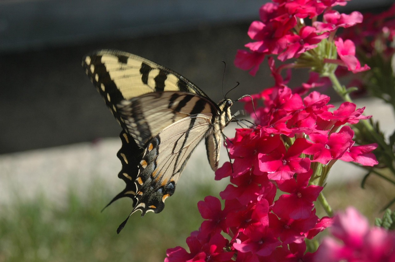 蝴蝶，自然界中的多彩舞者