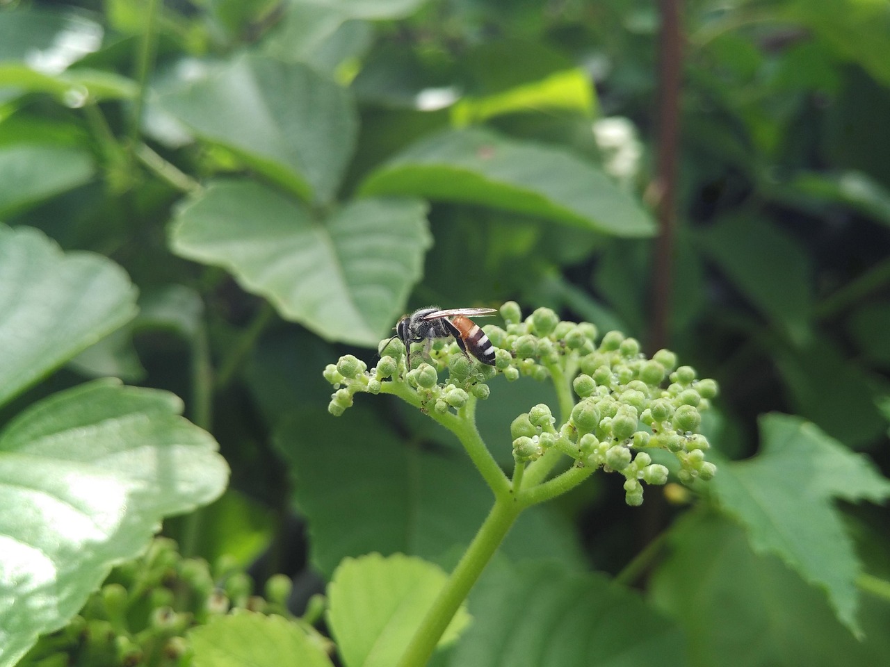 自然瑰宝，揭秘农村100种野生草药的药用价值与图片集锦