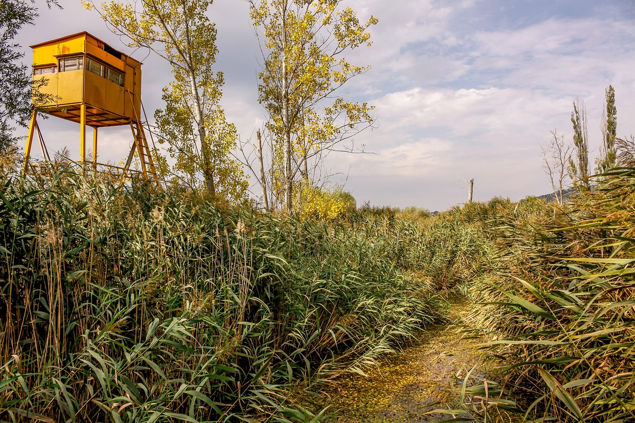 农村草药的宝藏，100种草药图片名称和作用