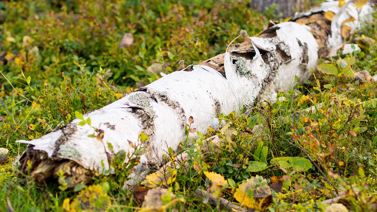 探索自然宝藏，农村100种草药图片高清大揭秘