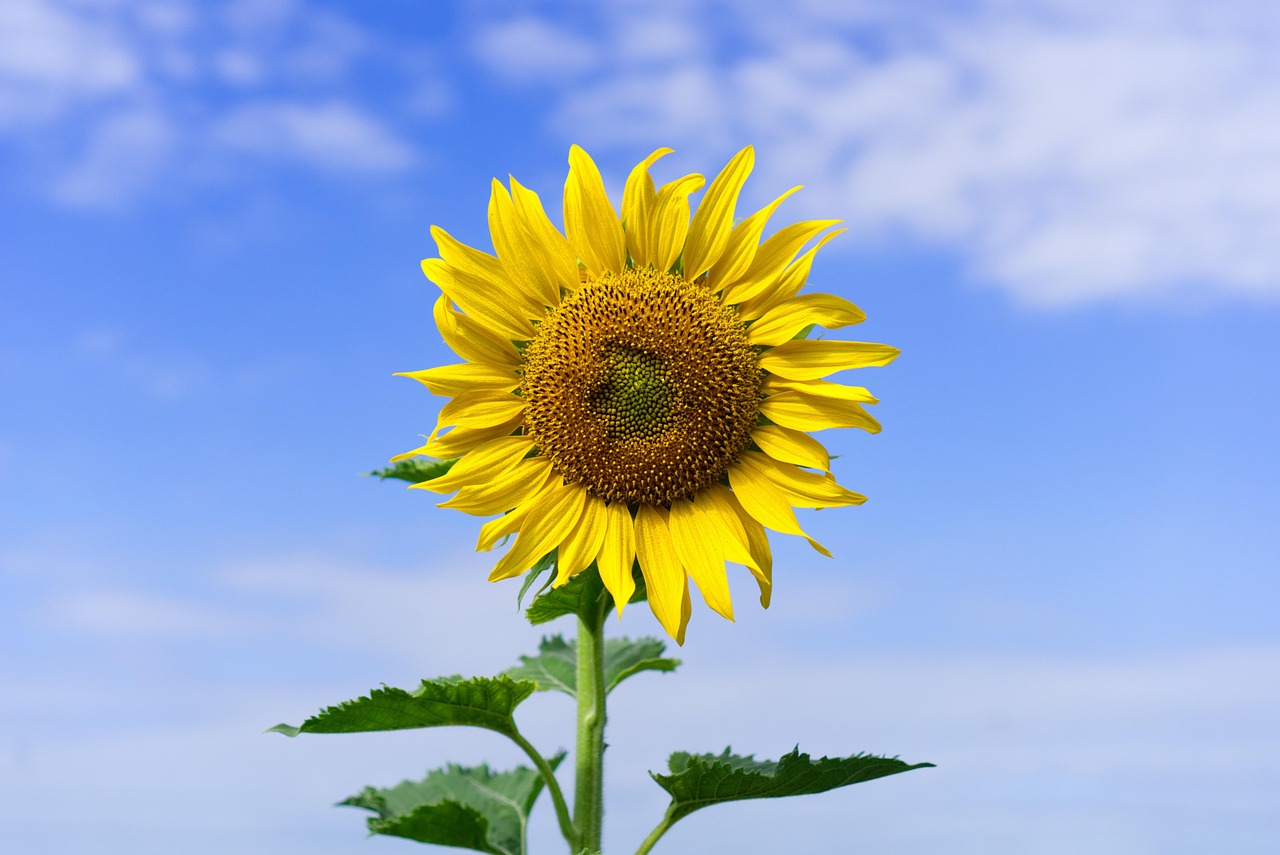 让心灵沐浴阳光，忘记烦恼，拥抱快乐生活