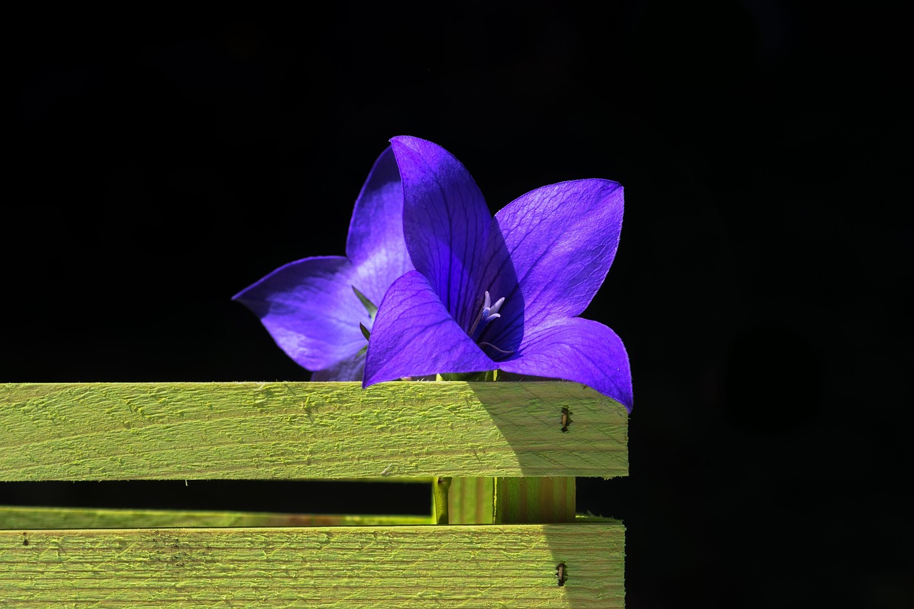 生活如诗，那些描绘日常之美的唯美短句