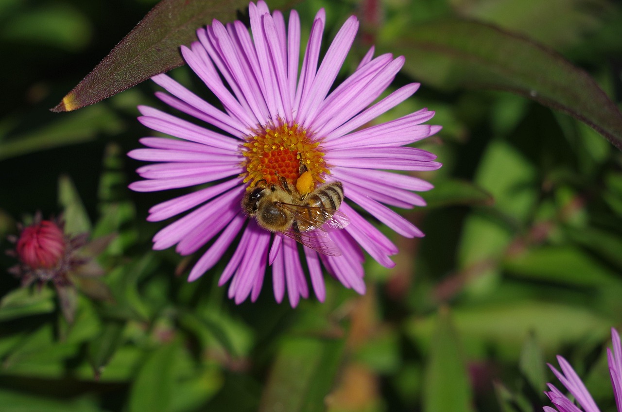 花语世界，探索花朵的语言和它们的秘密