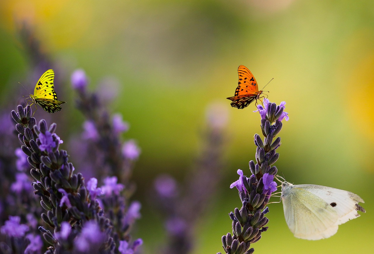 探索花的世界，各种花和它们的花语