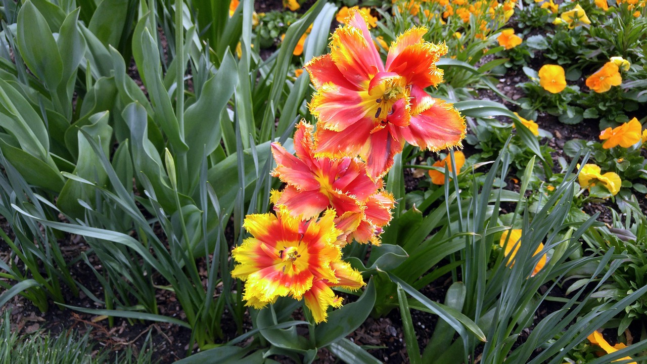 花语世界，揭秘各种花卉的寓意与象征