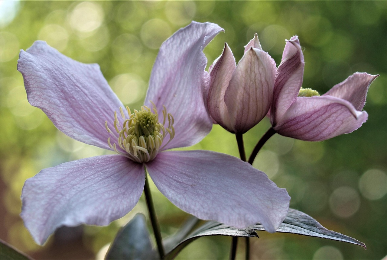 花语探秘，解读各花的花语，传递情感的自然密码