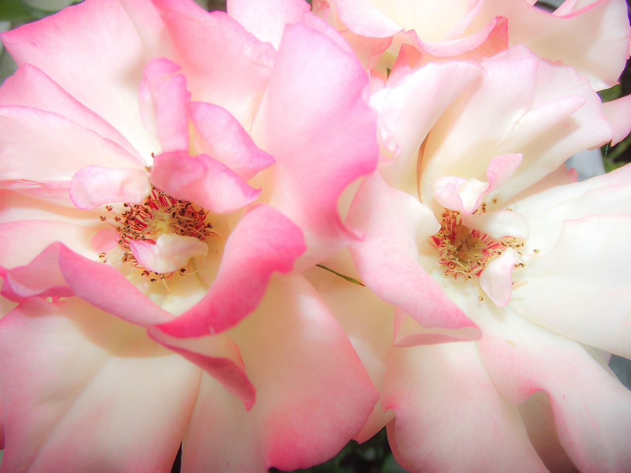 彩色简笔画中的花卉世界，探索花的形态与色彩之美