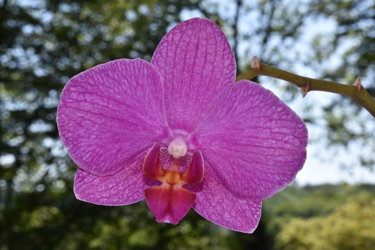 蝴蝶兰，优雅之花的奥秘与养护指南