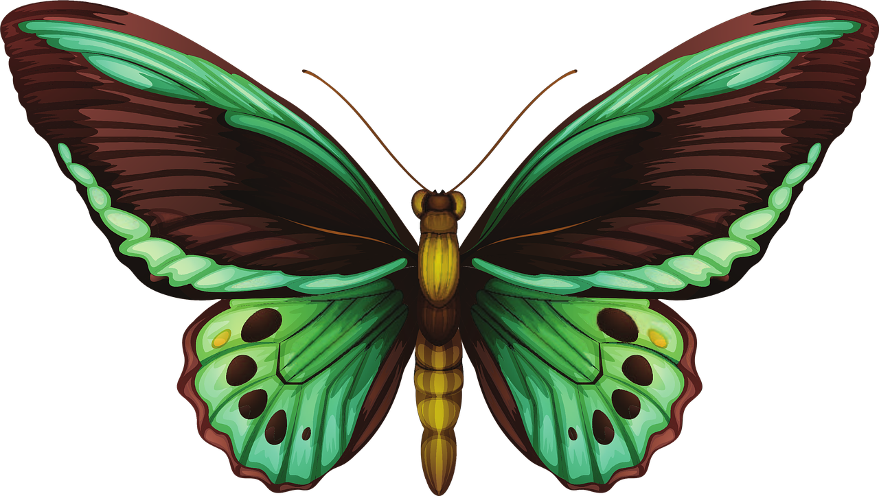 蝴蝶的奥秘，探索自然界的多彩舞者