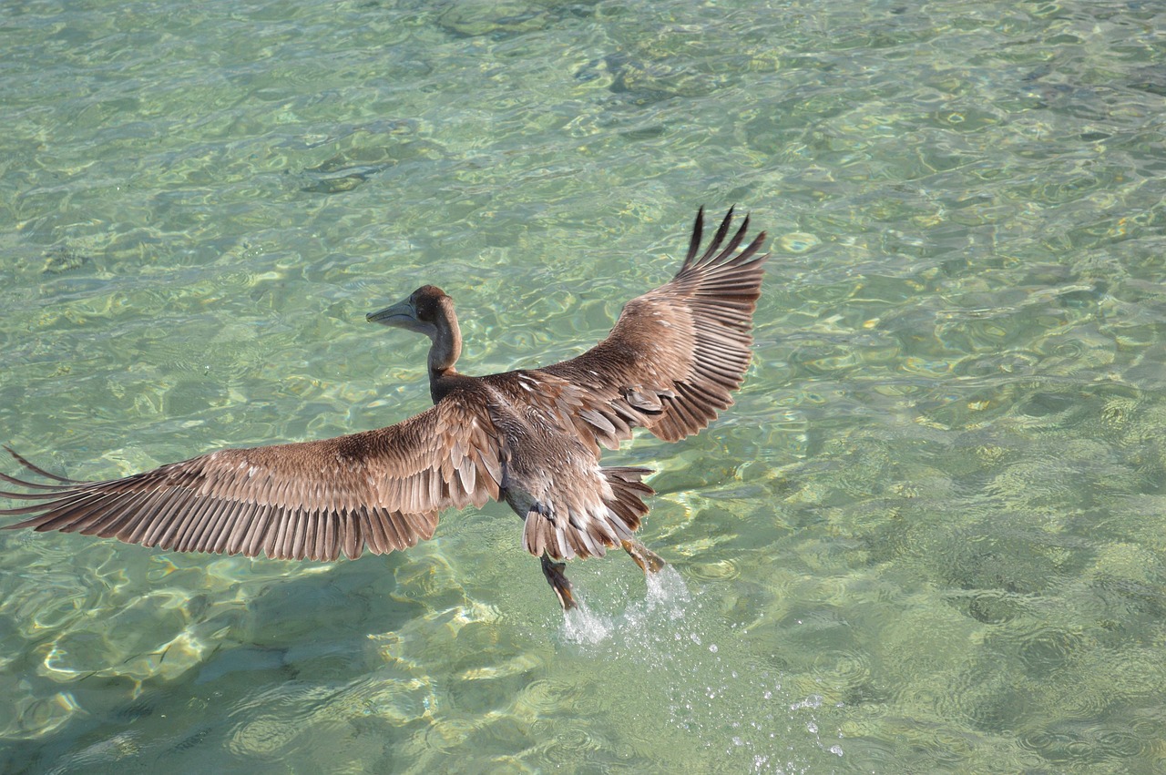 动物百科全书视频，探索自然界的奥秘
