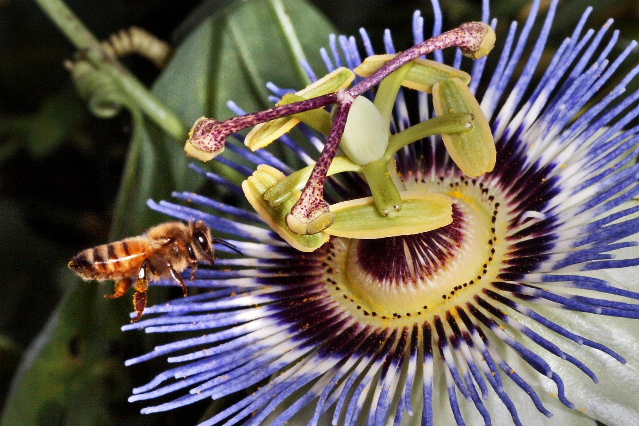 花语世界，探索花朵背后的美丽寓意与文化传承