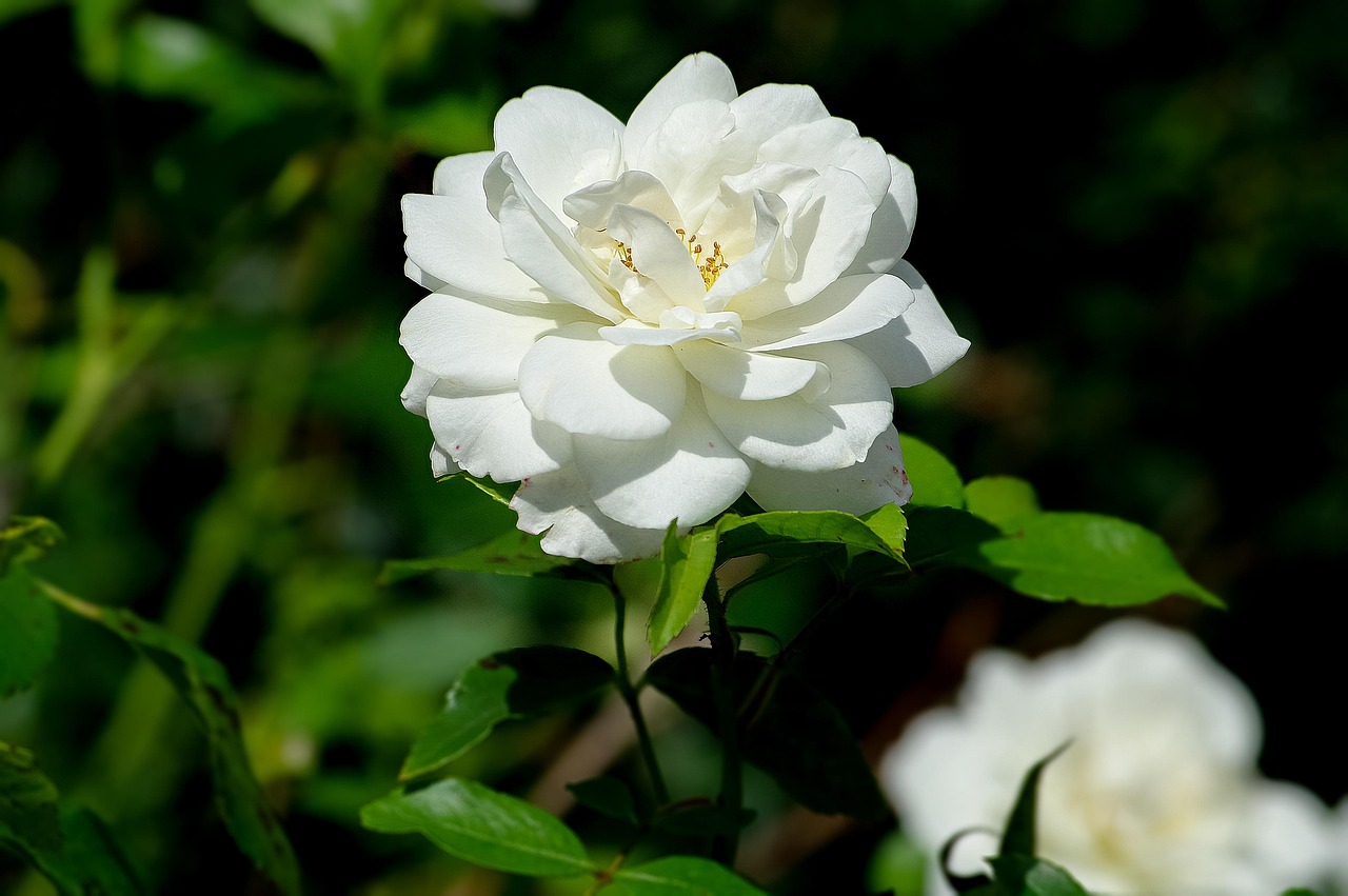 探索花语与寓意，花卉的无声语言与深刻含义