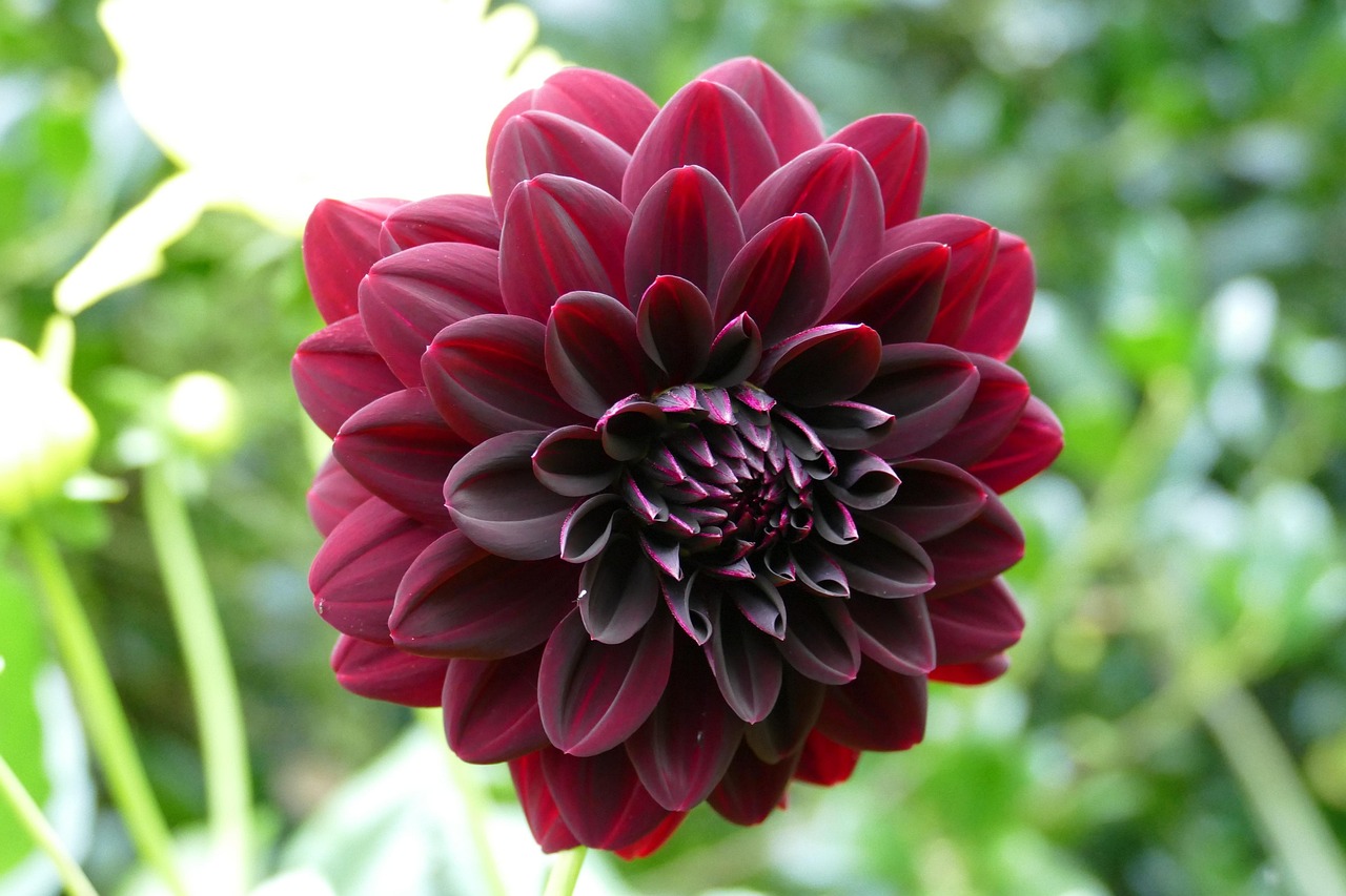 探索花朵与花状，自然之美的相似性与差异性