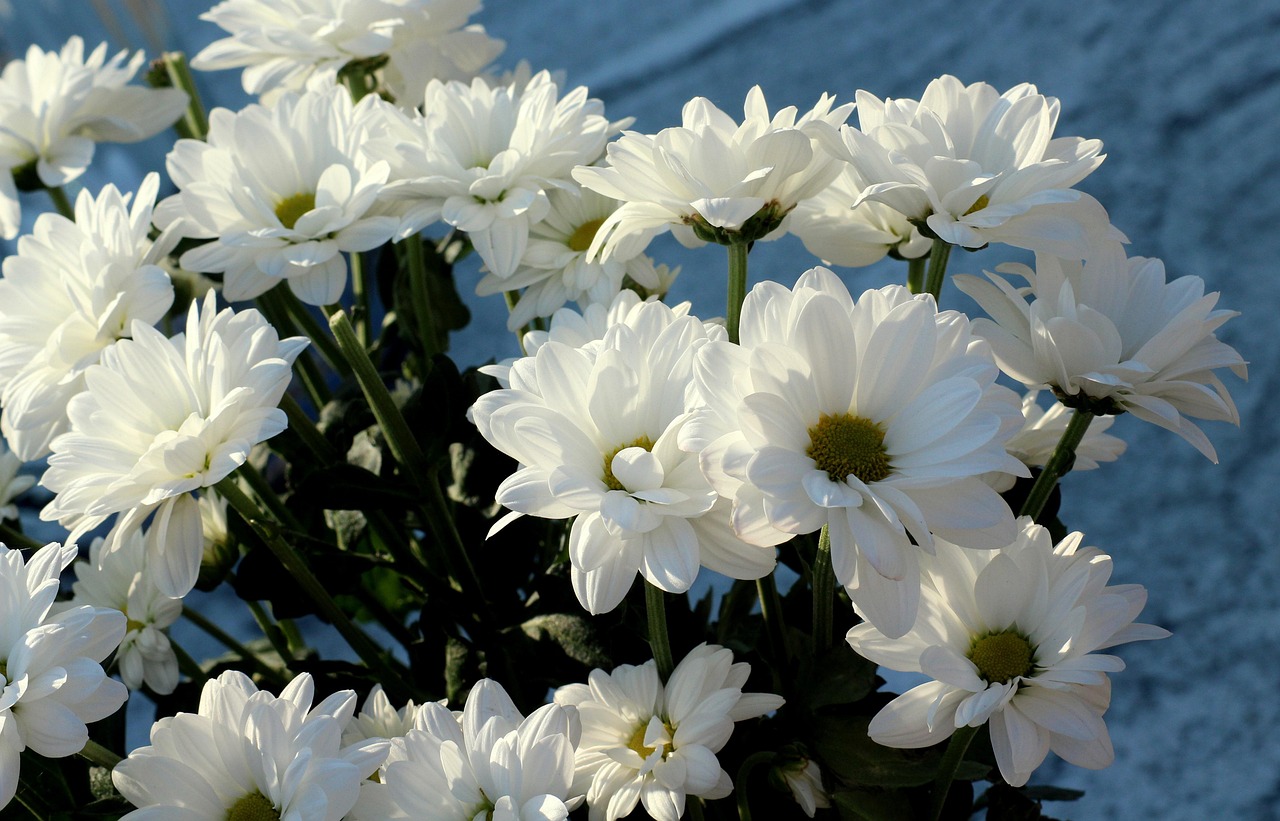 花之魅力，探索花卉在生活与文化中的重要性