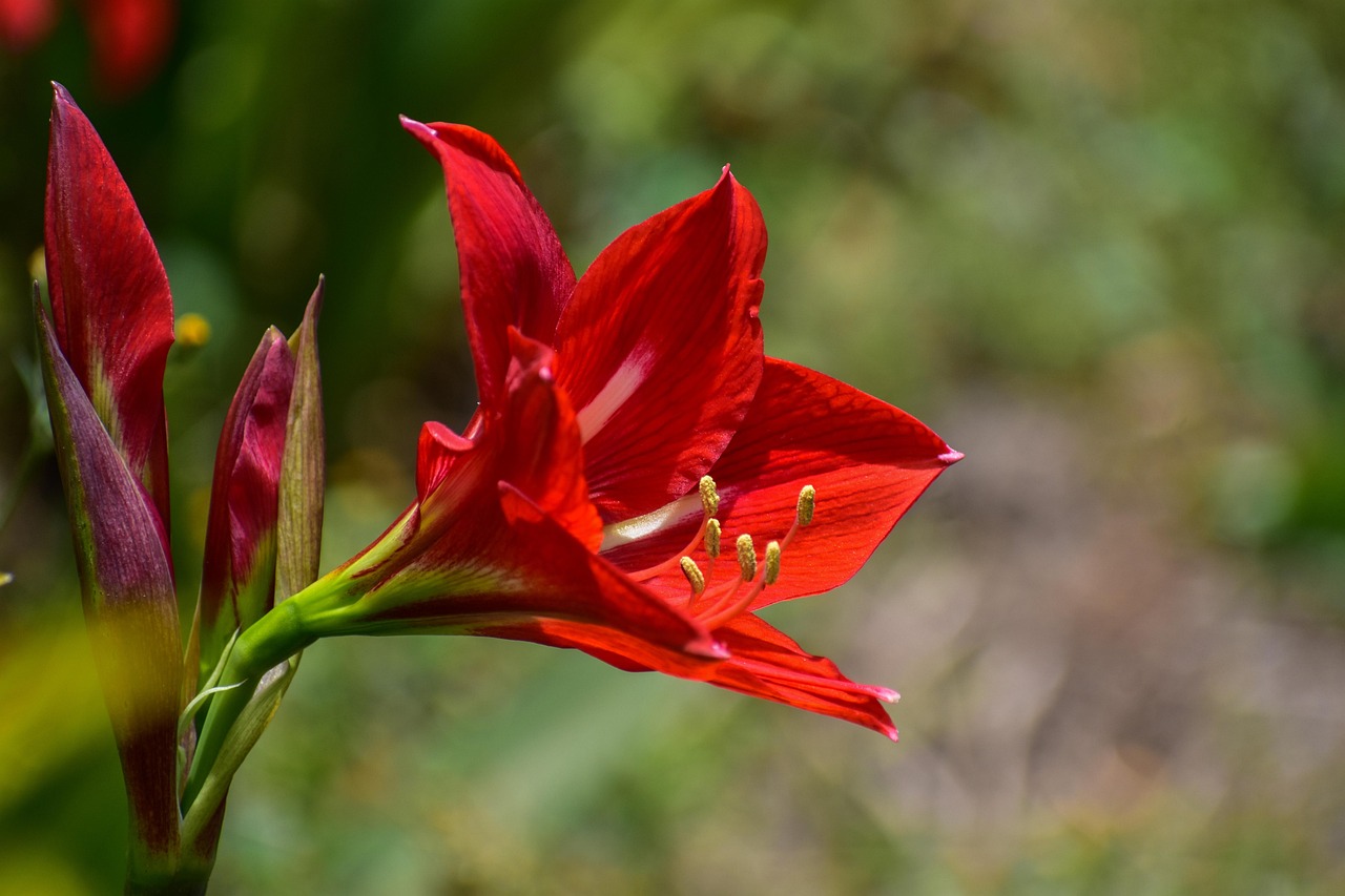 网名花花背后的文化意义与个性表达