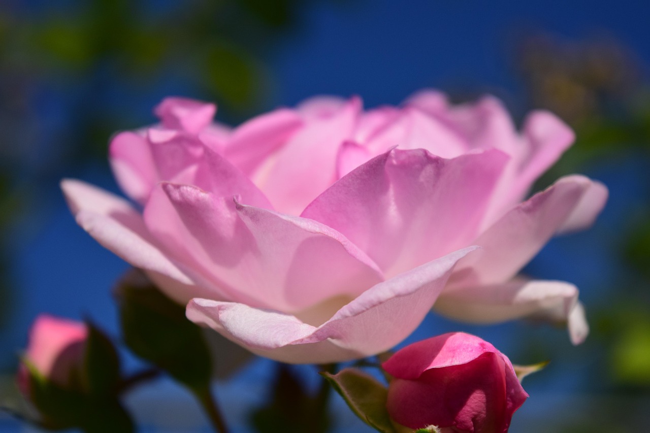 经典短句中的人生智慧，感悟生活，启迪心灵