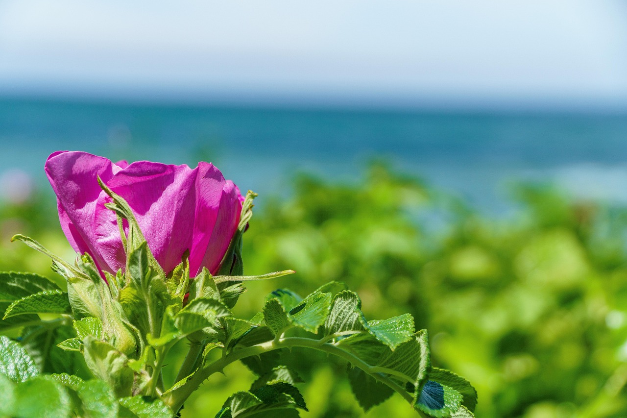 生活的智慧，在平凡中发现非凡的人生感悟