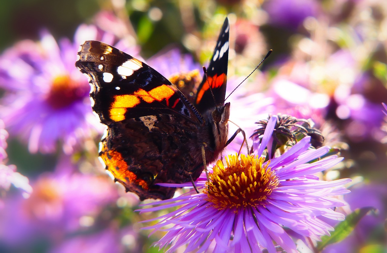 蝴蝶之美，品种介绍与鉴赏指南