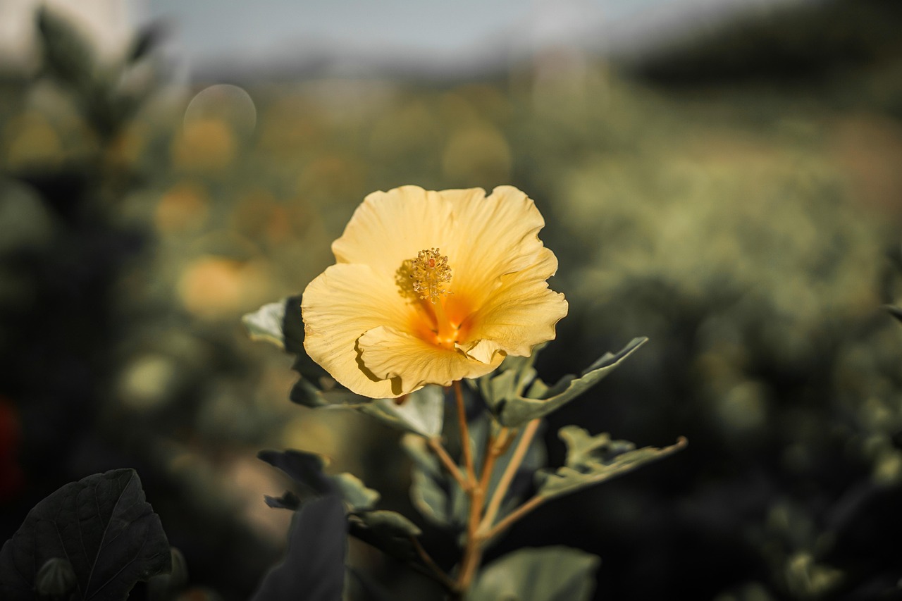 人生感悟，句句扎心，押韵语录中的智慧与启示