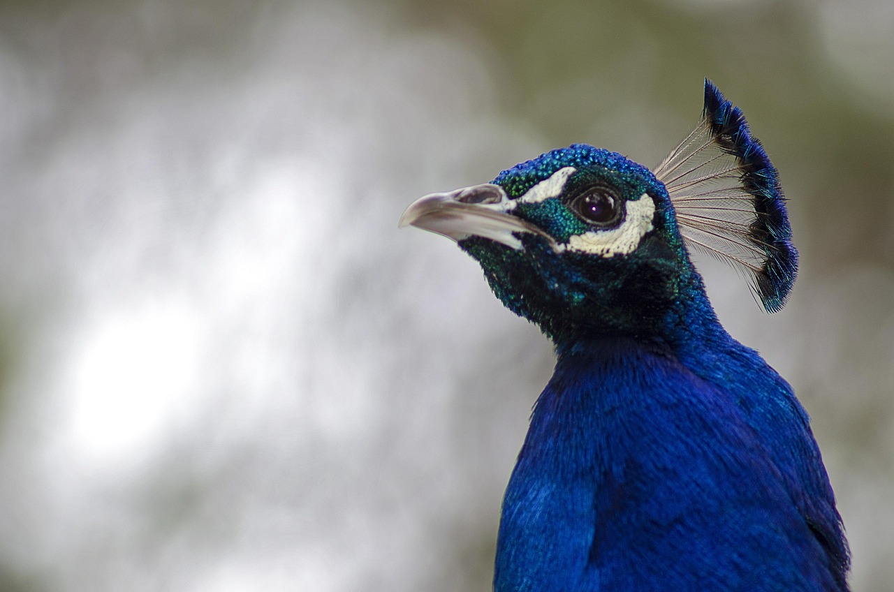 动物王国的多彩画卷，探索动物百科知识大全图片的魅力