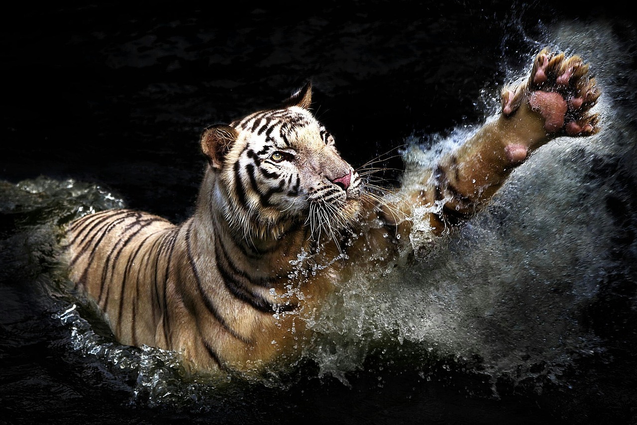 野味之争，马麝与林麝，谁才是餐桌上的王者？