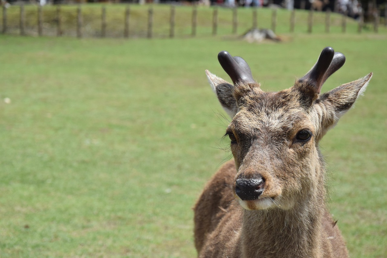 麝与鹿，自然界中的相似与差异