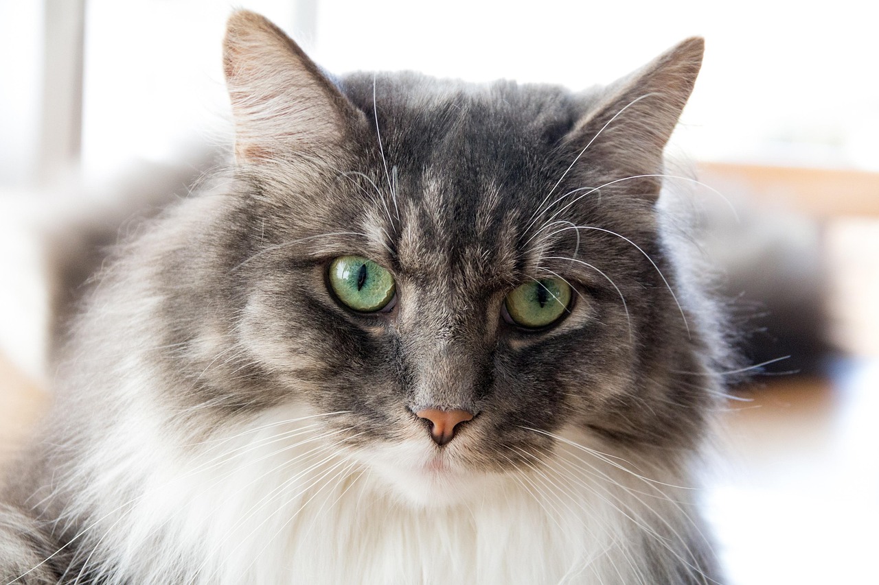 如何绘制动物百科大全，步骤、技巧与实例