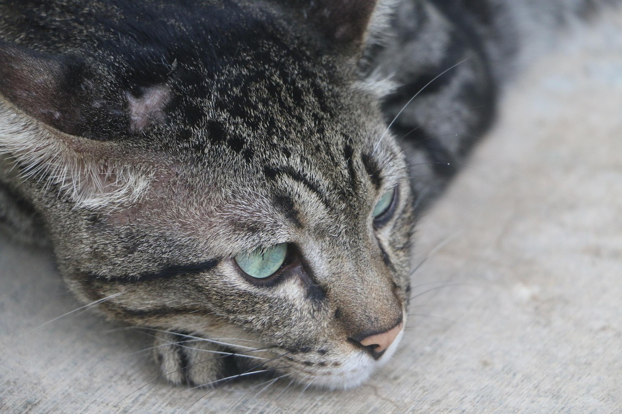 猫咪的世界，动物百科视频带你深入了解