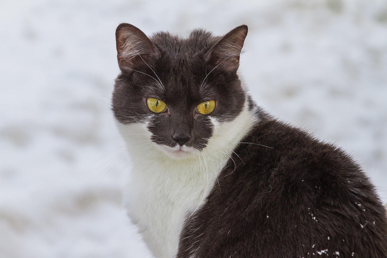 探索动物王国的奥秘，动物百科节目的魅力与价值