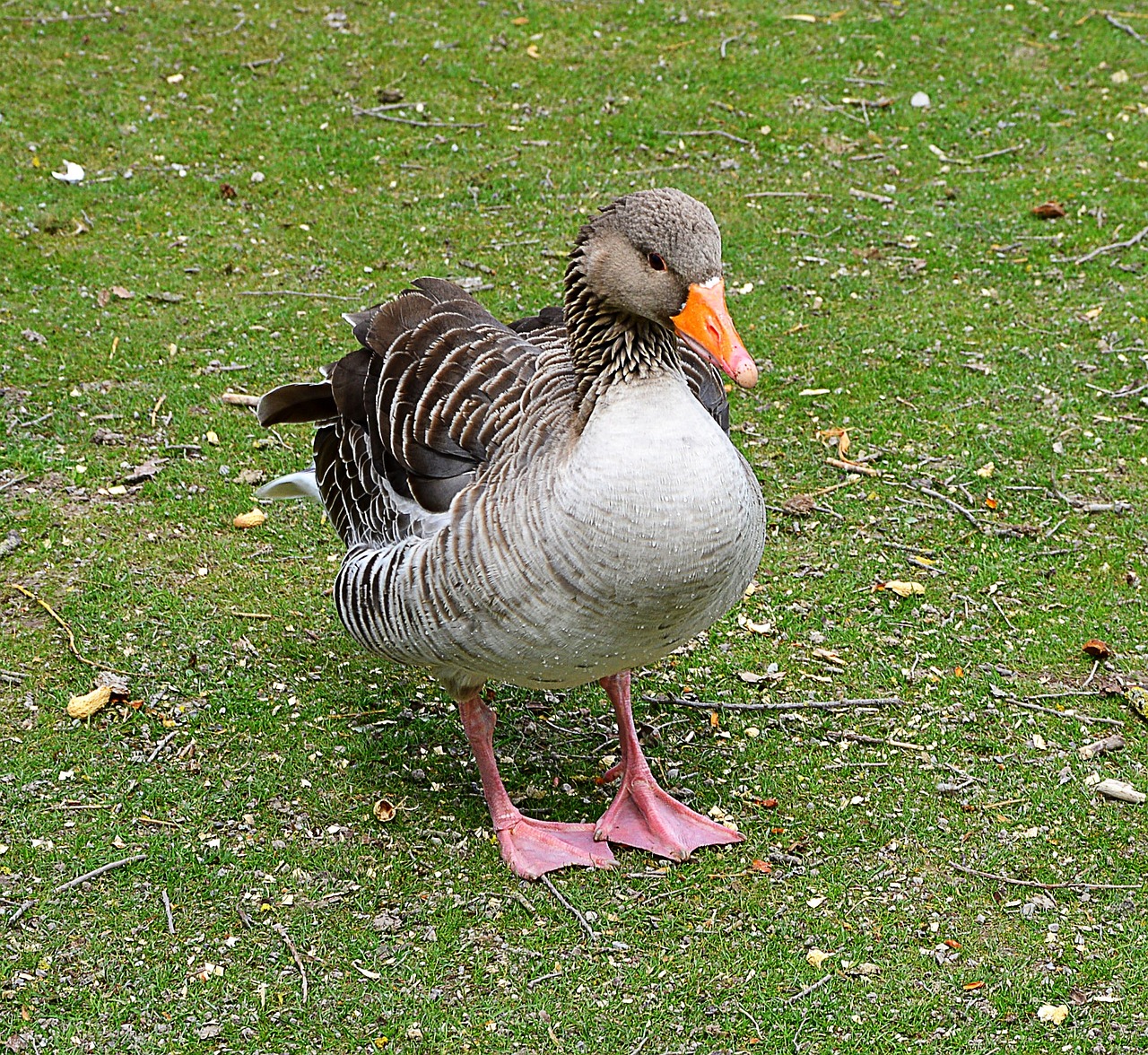 马鹿与麋鹿，自然界中的相似与差异
