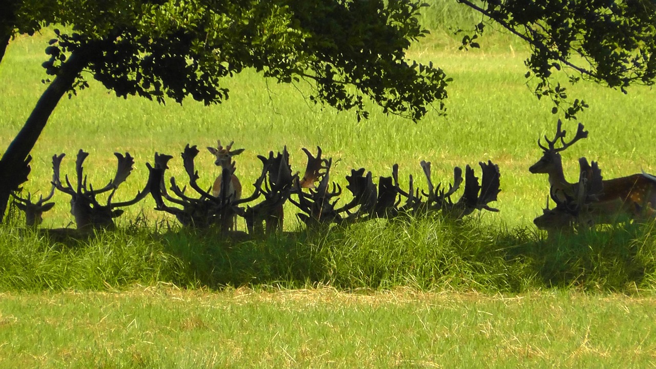 马鹿之谜，揭开马与鹿的遗传之谜