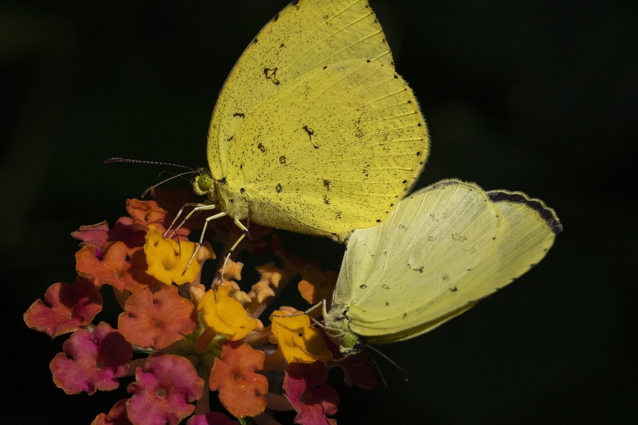 蝴蝶儿童，探索自然界中的小小奇迹