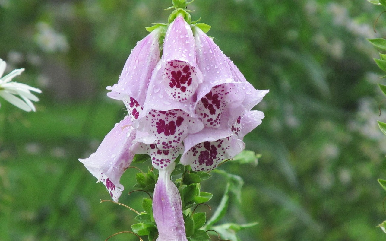 探索植物世界,如何通过图片识别和欣赏花卉与植物 探索植物世界,如何通过图片识别和欣赏花卉与植物