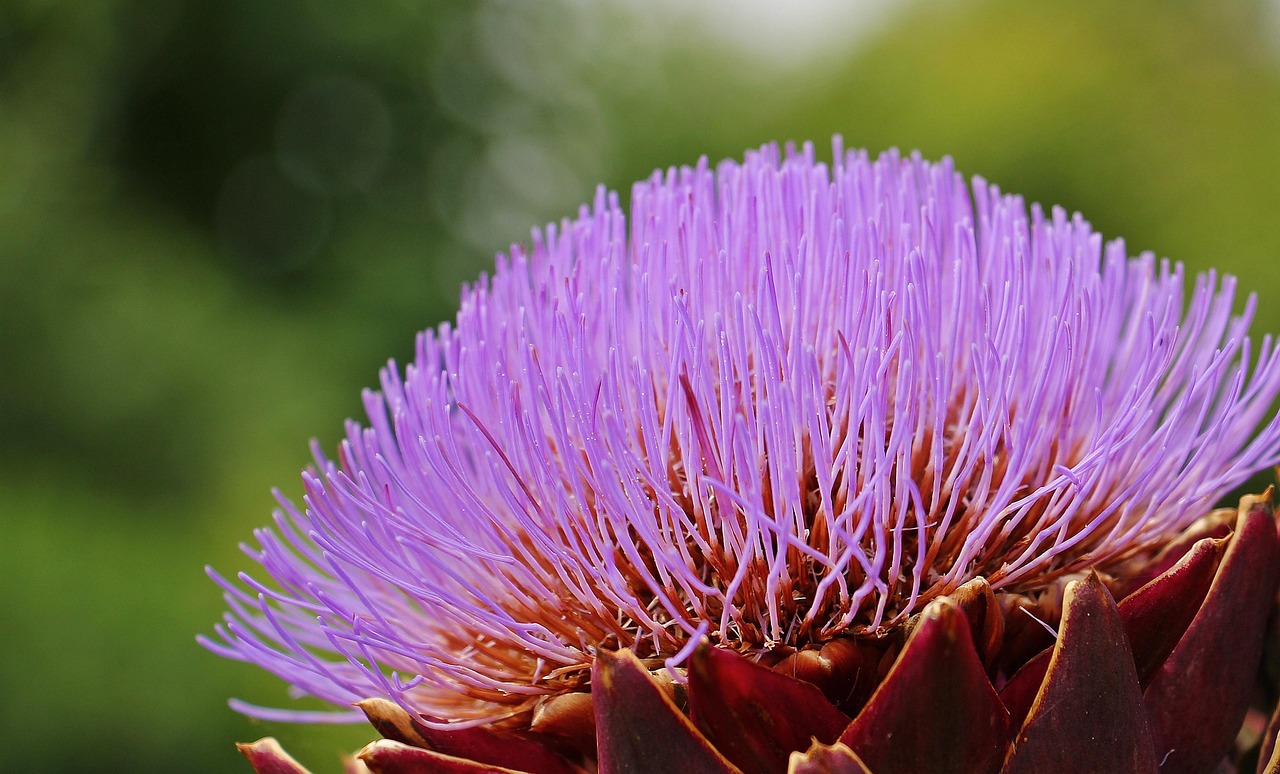 花卉之美,尽在高清大图中,探索花卉图片大全的魅力