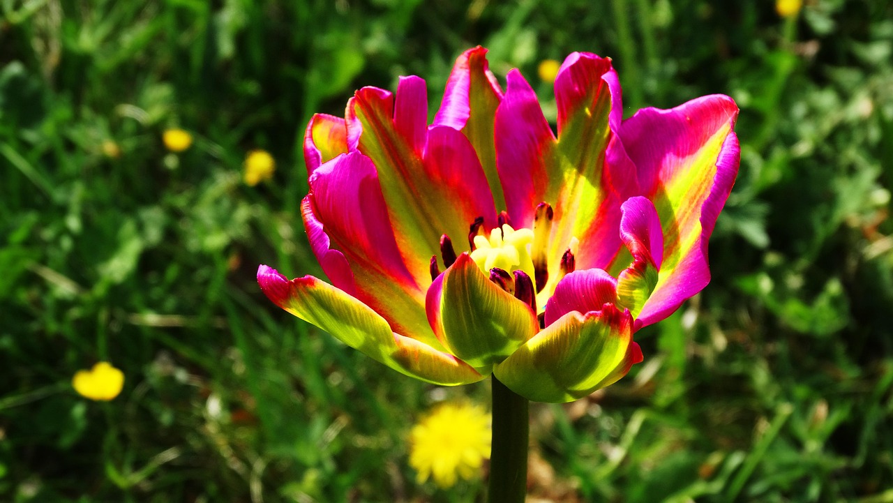 探索花卉世界，100种花的名字、图片与花语