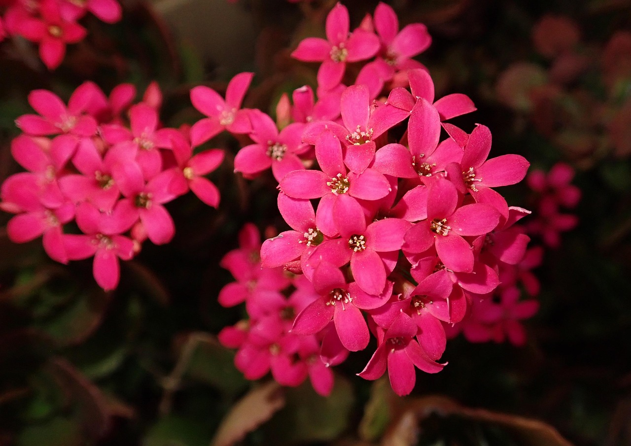 花的百科全书，探索全球花卉的缤纷世界