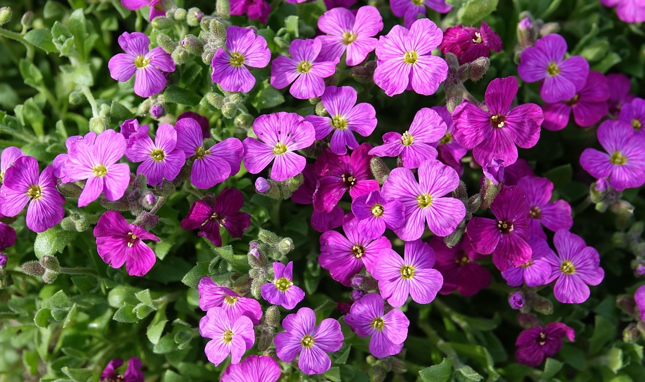 花语绘心，探索花卉的语言与高清艺术之美