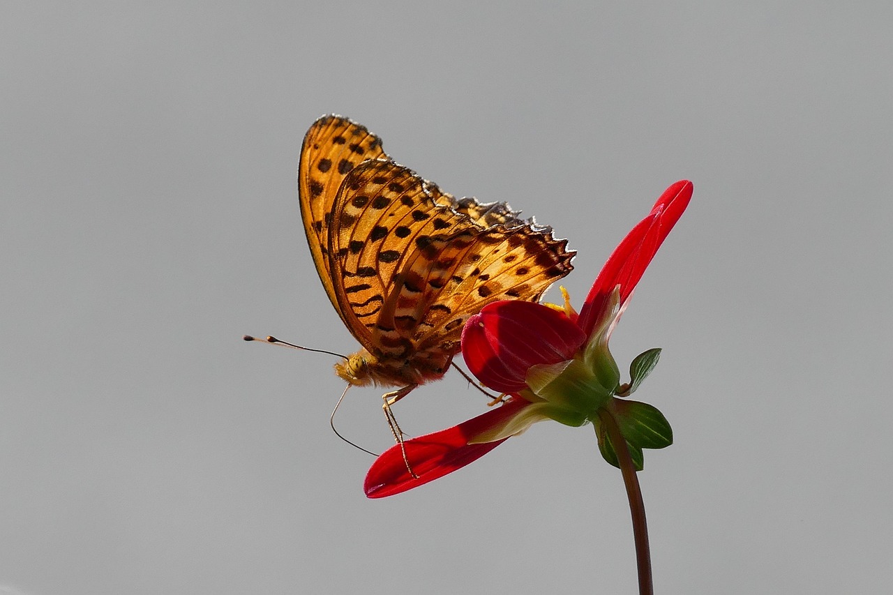 蝴蝶，自然界的多彩舞者