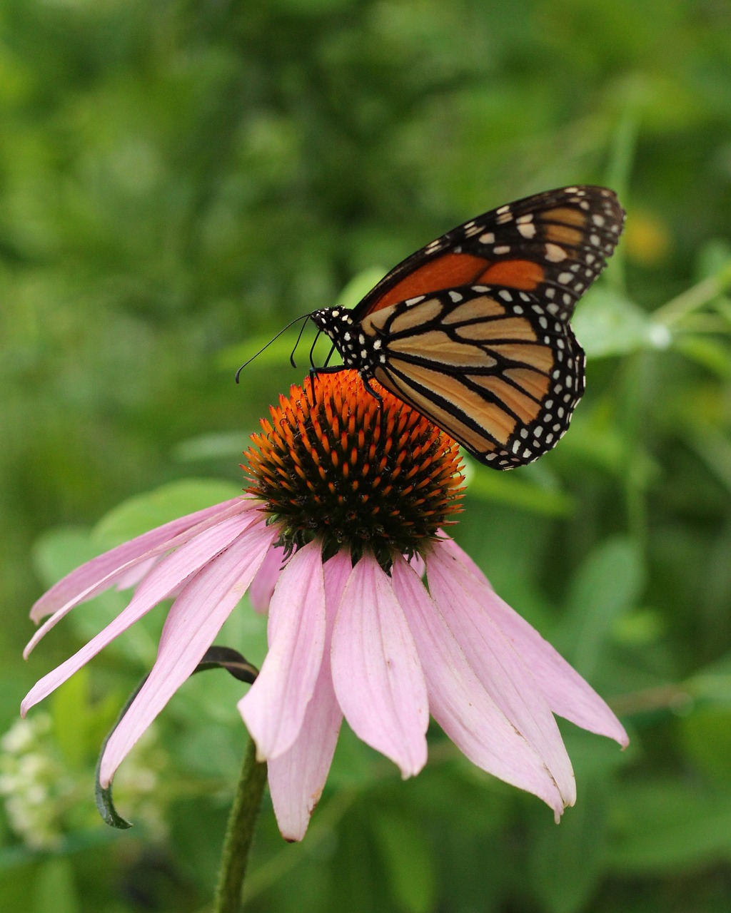 蝴蝶，自然界的多彩舞者与昆虫界的艺术大师