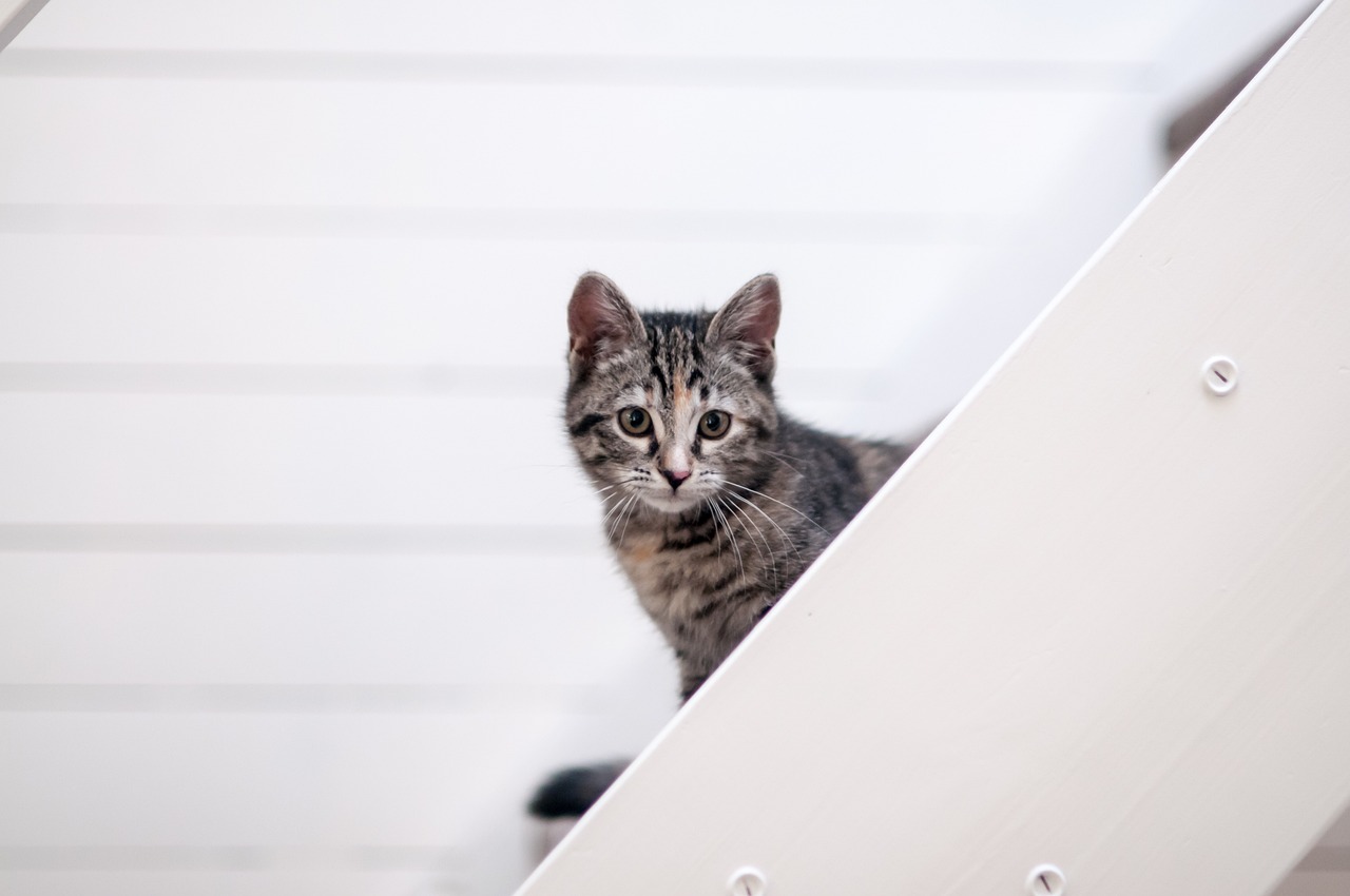 探索动物王国，如何制作引人入胜的动物科普知识视频