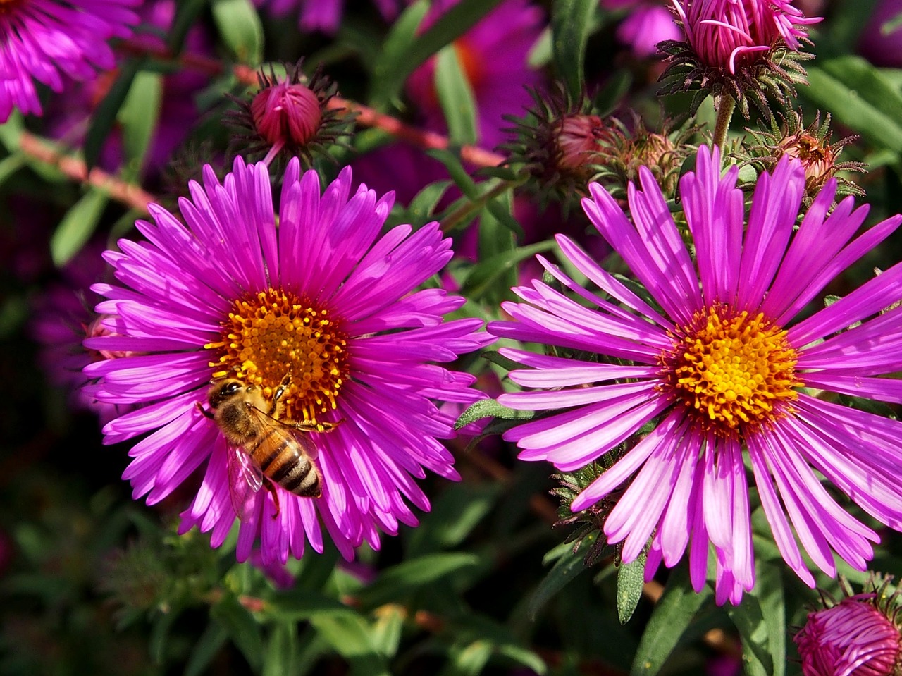 爱情的语言,探索各种花的花语