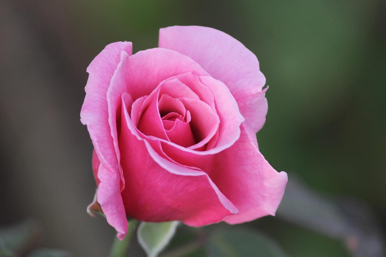 郁金香的花语，传递爱与希望的温柔使者