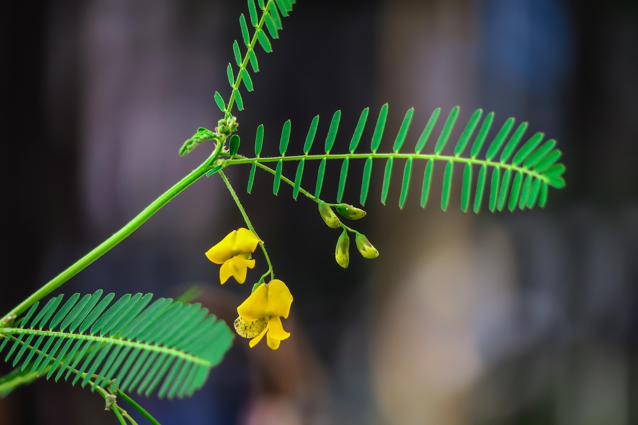 品味生活，感悟经典句子与心情短语的艺术