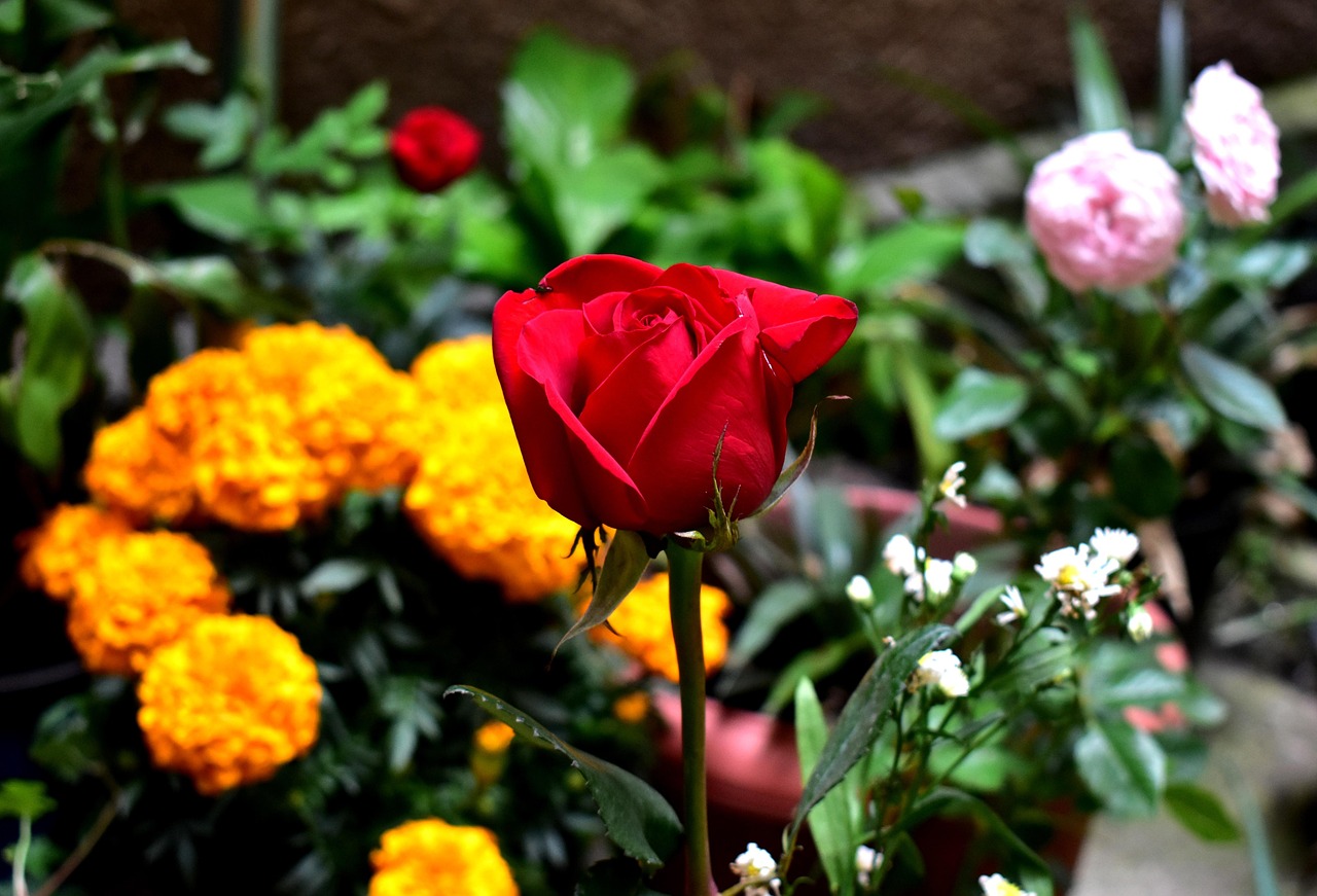 花语心声，揭秘花卉的浪漫语言