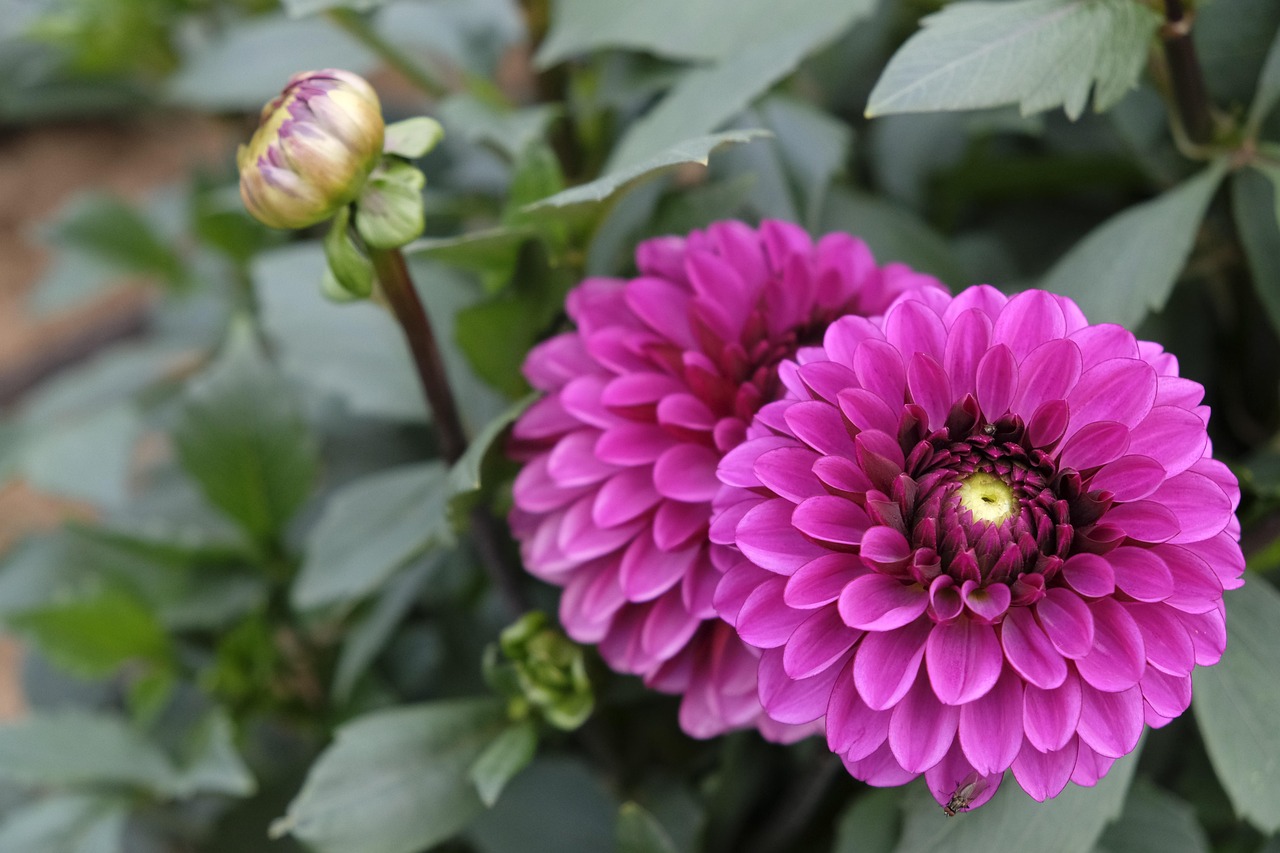 母亲节，花语传情，爱在心间