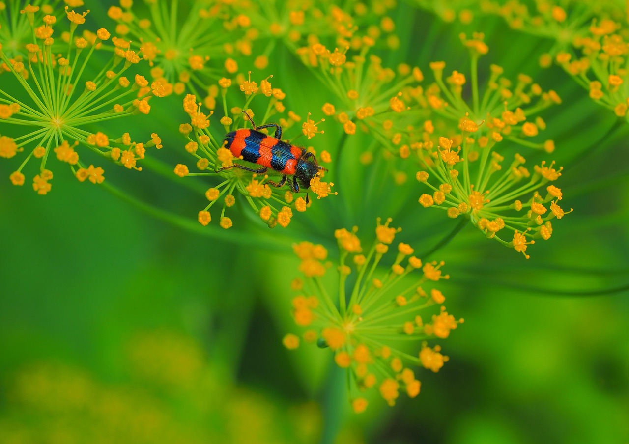 秒懂百科，蝴蝶的奥秘与视频制作技巧