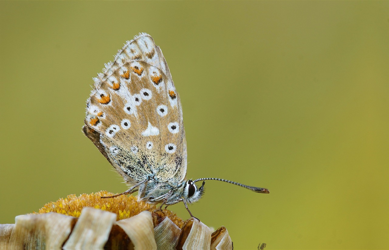 蝴蝶的奥秘，自然界的多彩舞者