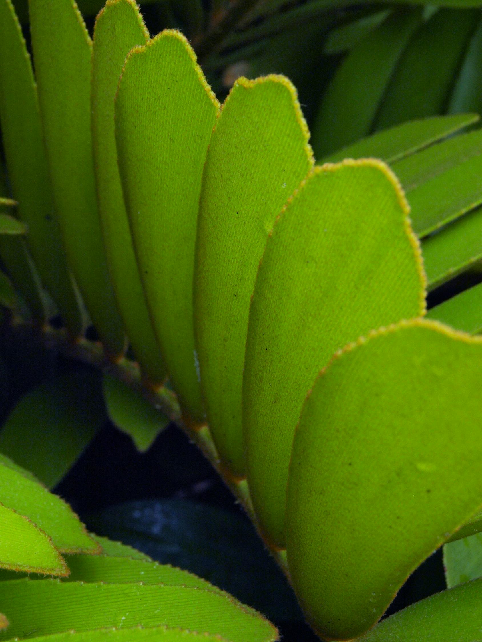 花语寓言,自然之美与智慧的交织