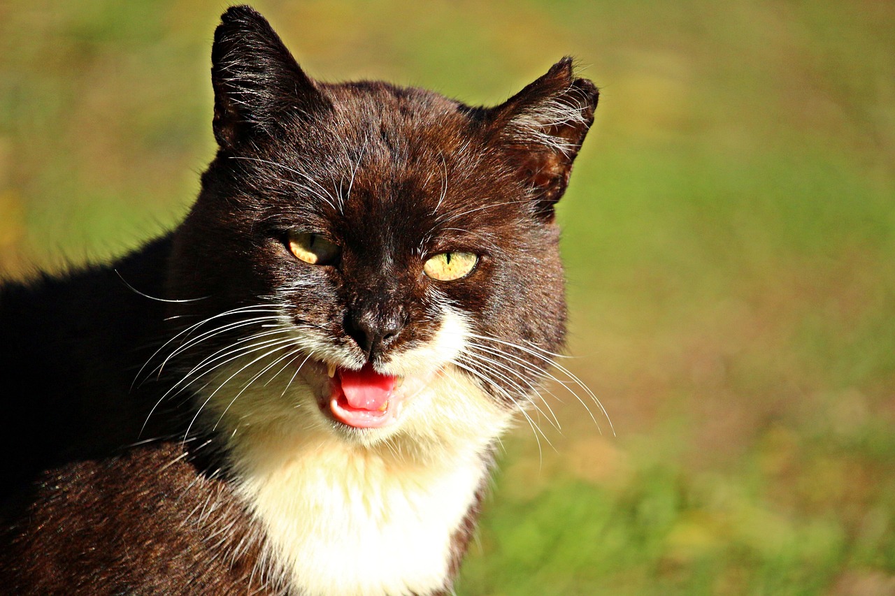 探索未知,35个令人惊讶的国家冷知识