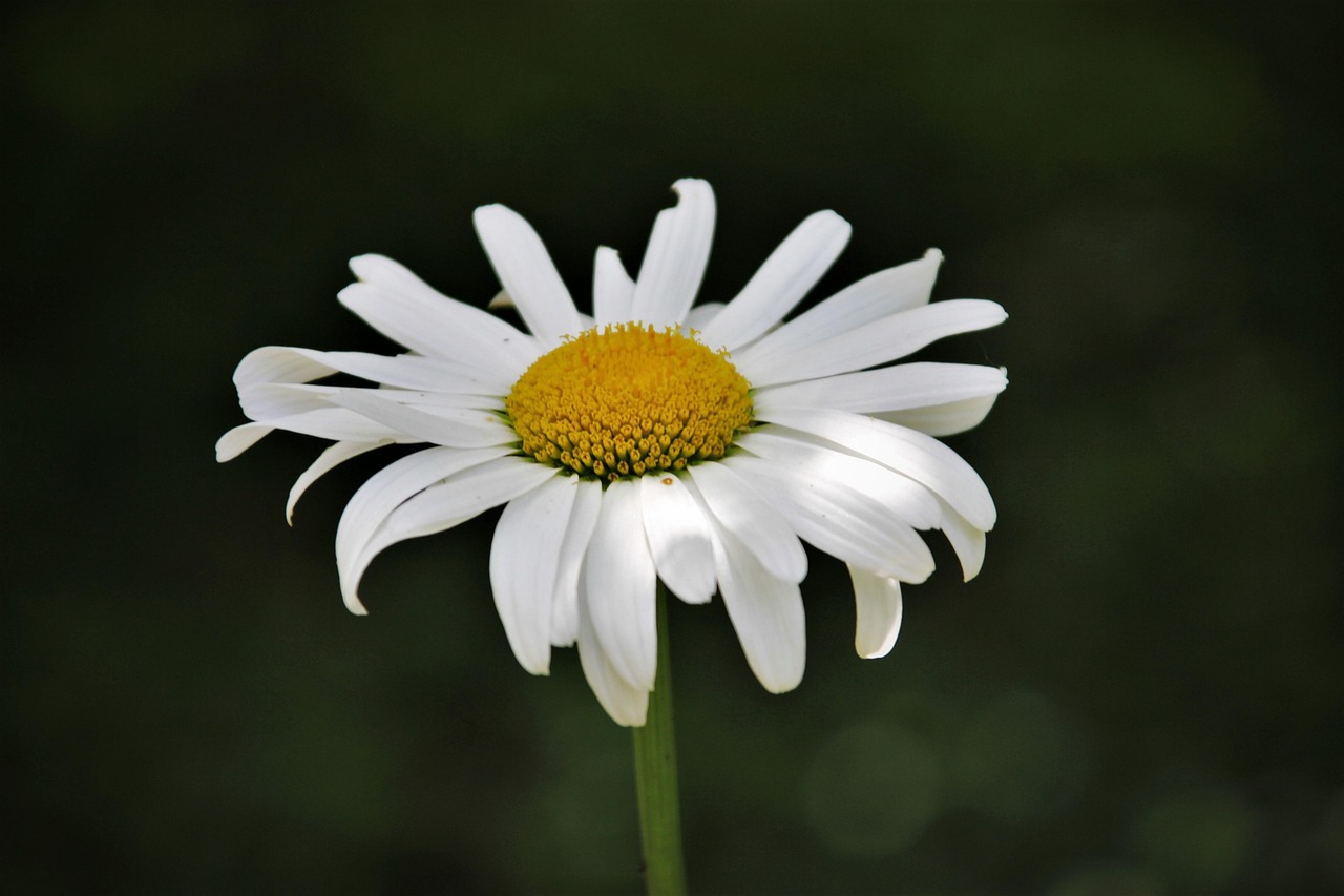 独立自主，星座女中的女强人